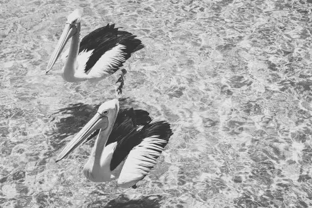 Pelicans outside during the day time.