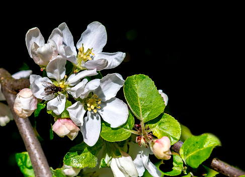 Blossoming apple tree on black background