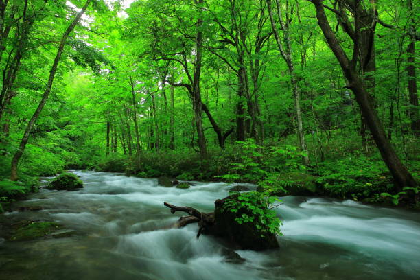 istock Oirase stream of summer 942138584