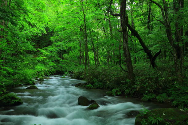 istock Oirase stream of summer 942139006