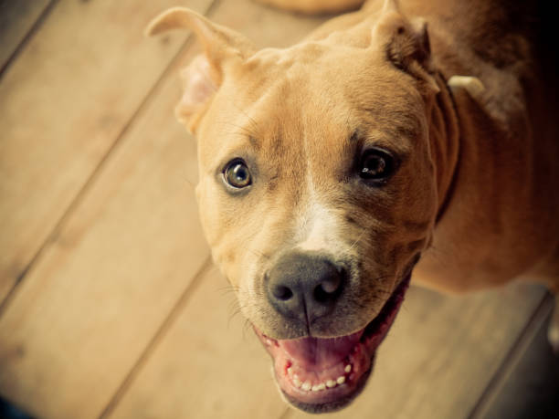 istock Rescue cute dog pitt bull mix breed smiling 942139216