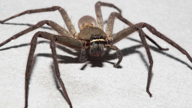 istock Spider wolf on the wall in home at thailand. 942139352