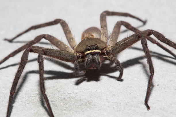 istock Spider wolf on the wall in home at thailand. 942139356