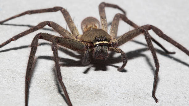 istock Spider wolf on the wall in home at thailand. 942139358