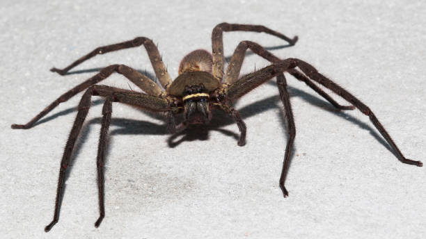 istock Spider wolf on the wall in home at thailand. 942139362