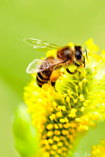 Bee gathering nectar (with copyspace) stock photo
