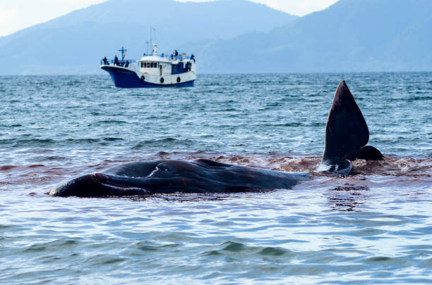 wieloryby osieroconych - whale sperm whale beached dead animal zdjęcia i obrazy z banku zdjęć
