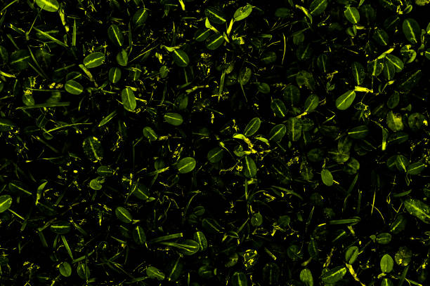 istock Background of Invert contrast field with sun light effected 942140434