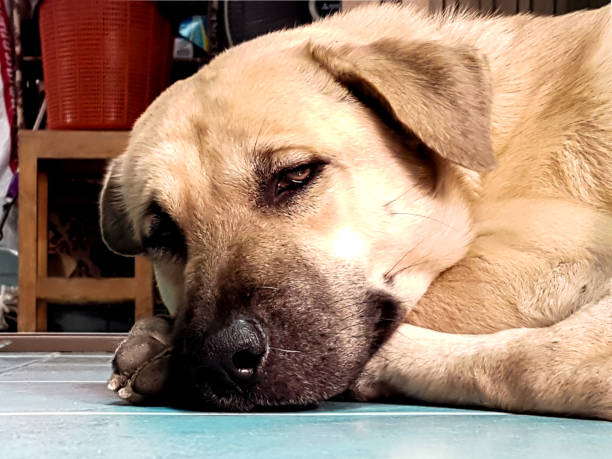 istock Sleepy brown dog is lying on the tile floor 942140924