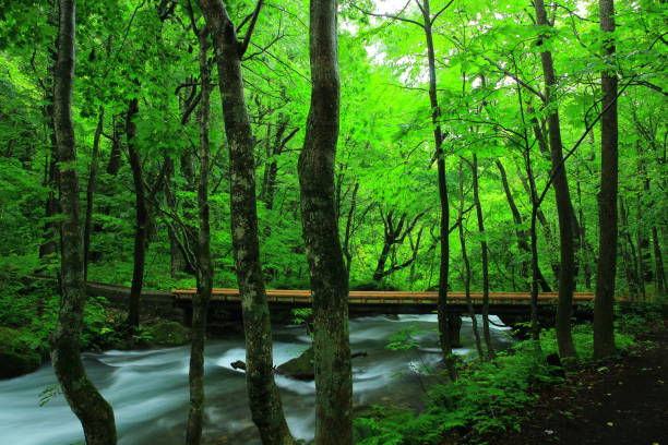 istock Oirase stream of summer 942140930