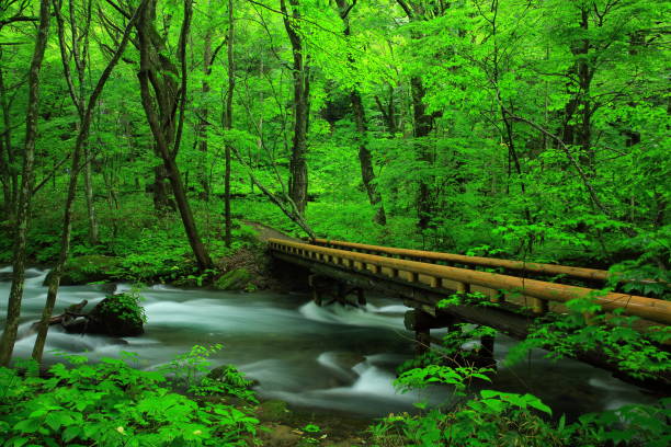 istock Oirase stream of summer 942141106