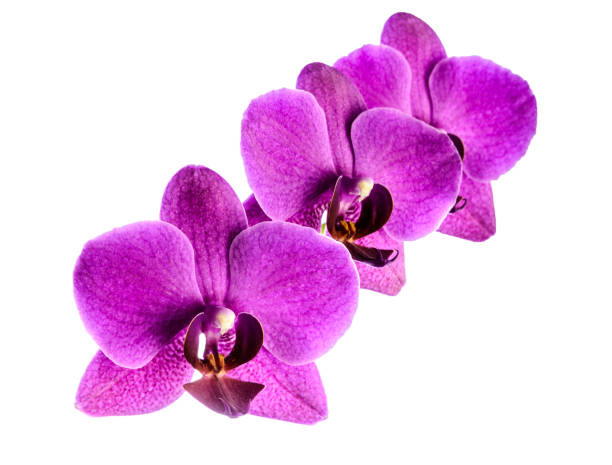 istock Three purple Orchid flowers on white background. Isolate. 942142038