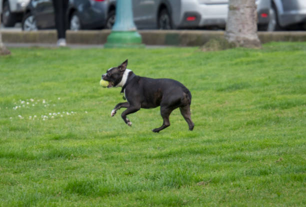 istock Boston terrier returning with ball in mouth playing fetch 942142610