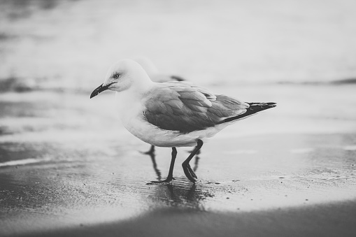 Beautiful toned image of a gull chick walking on the beach.