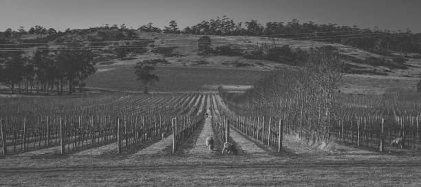istock Sheep on the farm during the day. 942143684