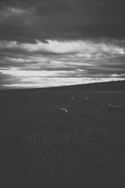 istock Sheep on the farm during the day. 942143890