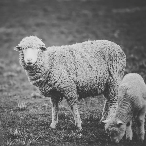 istock Sheep on the farm during the day. 942144644