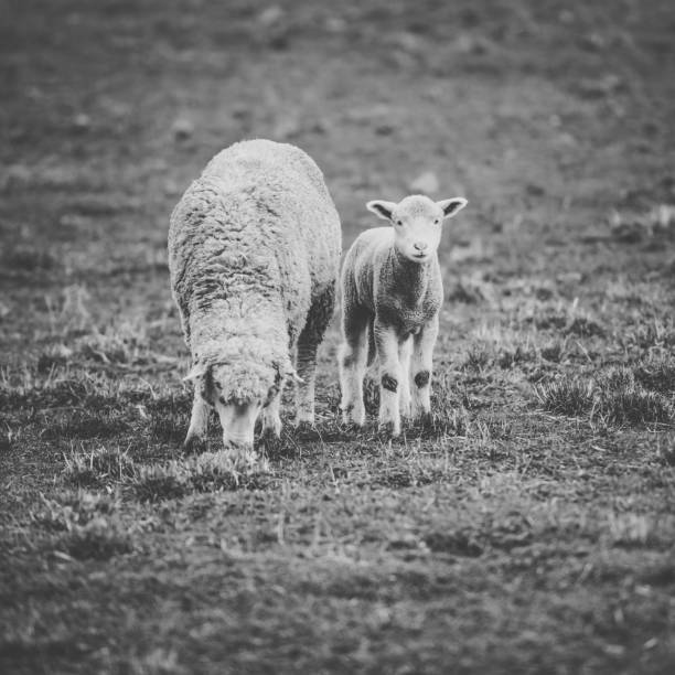 istock Sheep on the farm during the day. 942144666