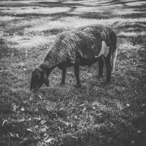 istock Sheep on the farm during the day. 942145094