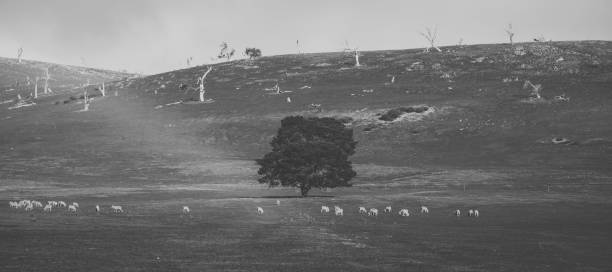 istock Sheep on the farm during the day. 942145194