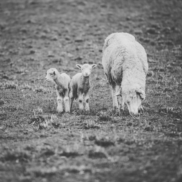 istock Sheep on the farm during the day. 942145888