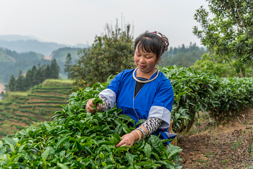 Smiling Chinese tea picker