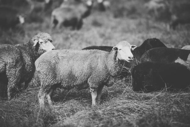 istock Sheep on the farm during the day. 942146918