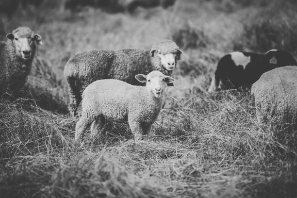 istock Sheep on the farm during the day. 942146968