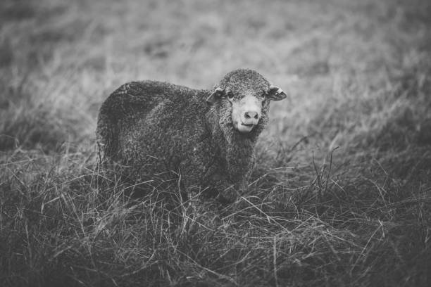 istock Sheep on the farm during the day. 942147042