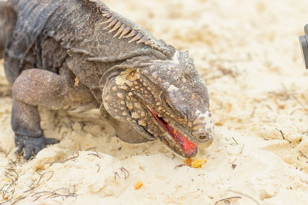 istock Iguana with open red mouth close-up eating a cookie 942147080