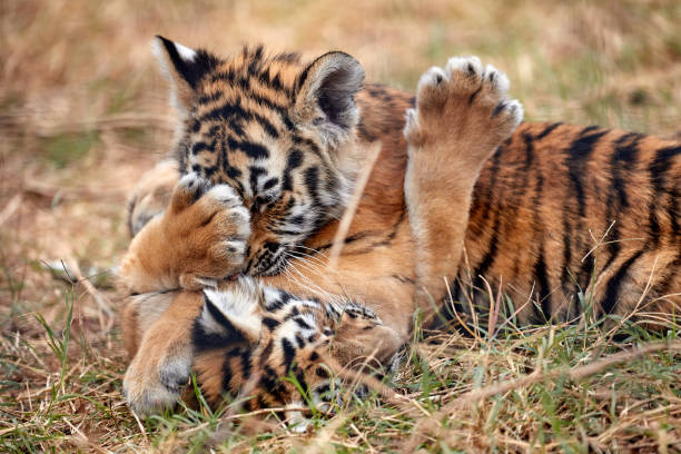 istock Cute little Tiger cubs playing in the grass 942147092