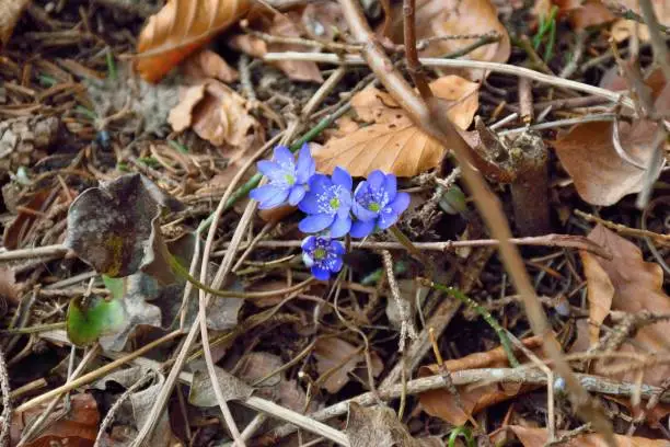 hepatica near path in Bohinj lake