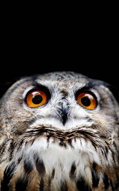 istock Owl portraits. Owl Look 942147282