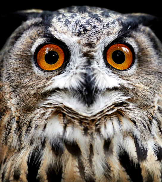 istock Owl portraits. Owl Look 942147294