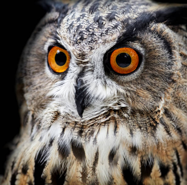istock Owl portraits. Owl Look 942147316