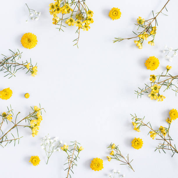 istock Yellow flowers on gray background. Flat lay, top view, square 942149398
