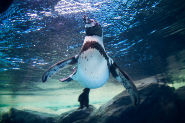istock Penguin swimming in water tank 942149754