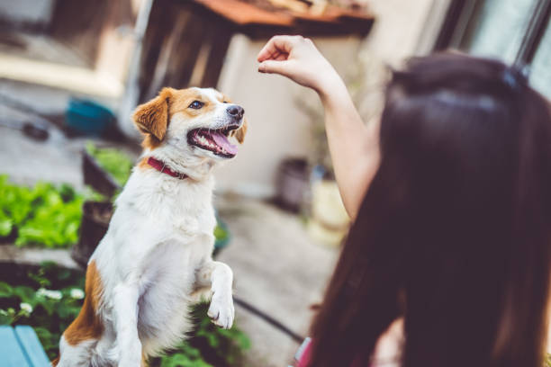 Woman feeding her dog in backyard and have fun. Young caucasian woman feeding her dog in backyard and have fun. dog biscuit photos stock pictures, royalty-free photos & images