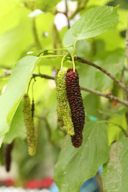 istock Morus Nigra - Black Mulberry 942150164
