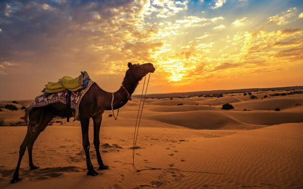 istock Camel at Thar desert Jaisalmer Rajasthan at sunset with vibrant moody sky 942151448
