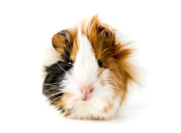 istock Guinea pig isolated on white background 942151500