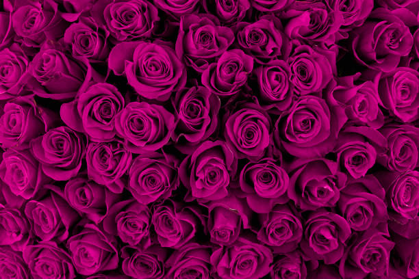 istock Beautiful purple roses, floral background 942151540