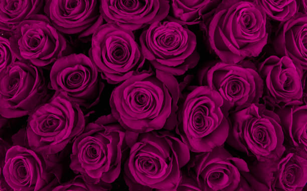 istock Beautiful purple roses, floral background 942151620