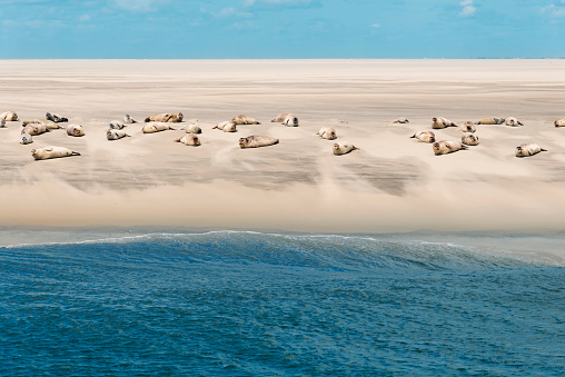 Seals at the North Sea