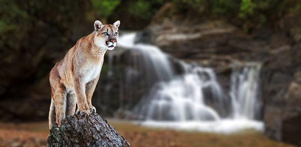 Puma at the Falls, mountain lion, puma