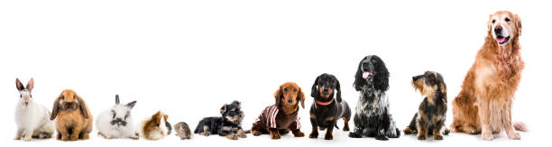 istock Collage of pets isolated on white background 942152176
