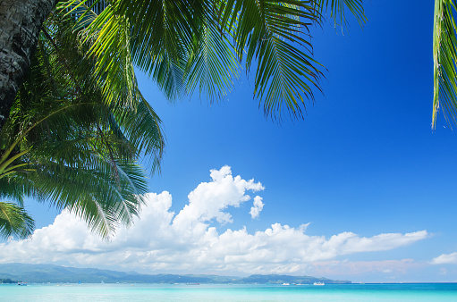 Summer Tropical Background