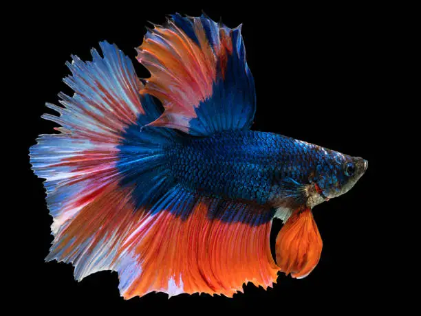 Photo of beautiful dark blue Thai fighting fish swimming with long fins and red white colorful long tail gene. fighting fish isolated on black background.