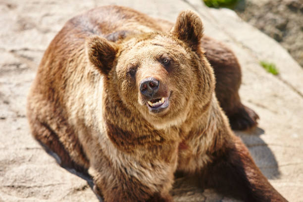 istock Brown bear sitting on a rock. Wildlife environment. Animal 942159540