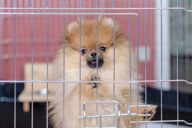 pomeranian puppy is standing in a aviary and looking